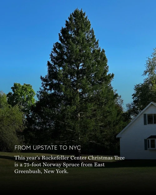 The 2025 Rockefeller Center Christmas Tree: A 75-Foot Symbol of Holiday Magic from East Greenbush, New York