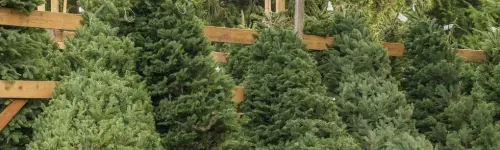 When to take your Christmas tree down?