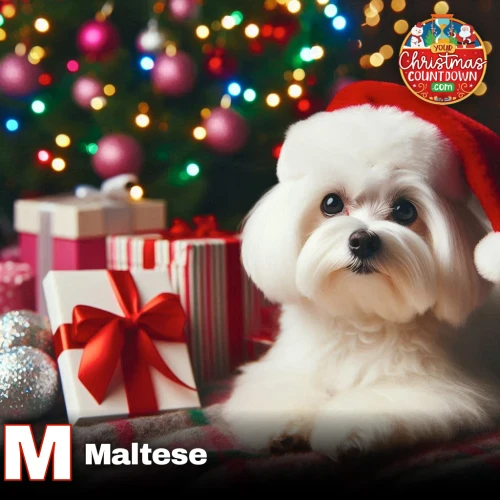 Gallery of dog breeds looking super cute at Christmas time