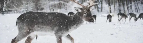Why wasn't Rudolph one of Santa's original Reindeer?